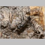 Dipogon subintermedius - Wegwespe 01c 7mm - Sandgrube Niedringhaussee.jpg